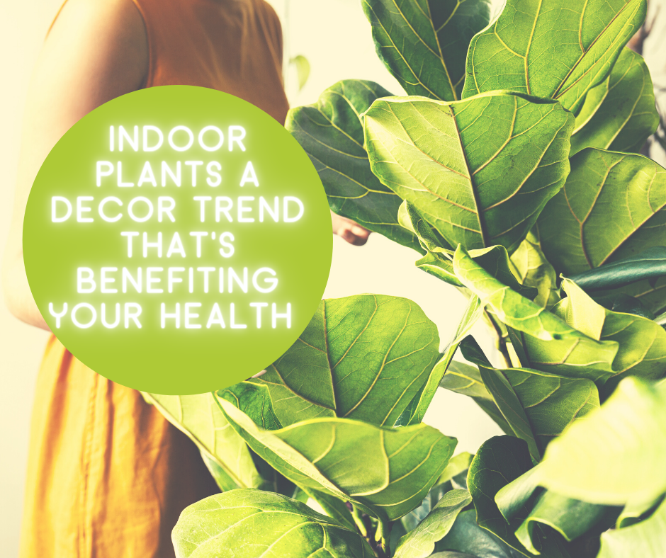 Indoor Plants A Decor Trend